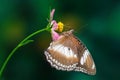 The Great Eggfly butterfly alighted on the flower